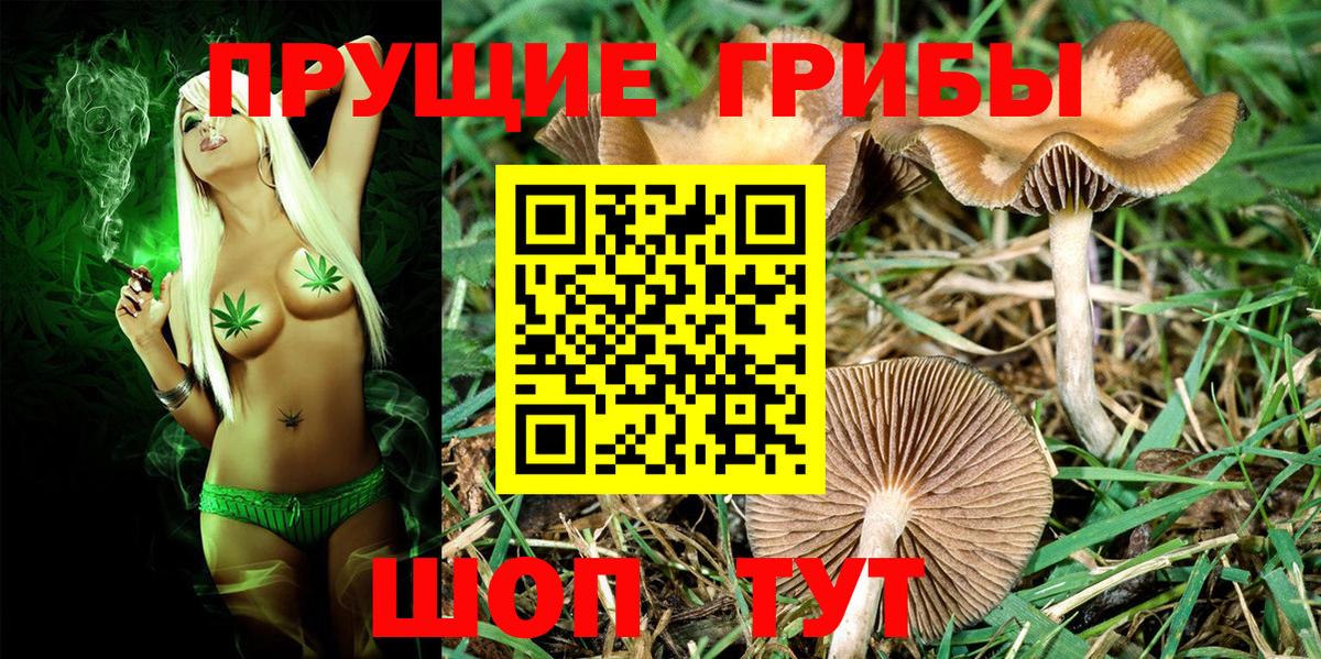 Галлюциногенные грибы Psilocybine cubensis Коммунар